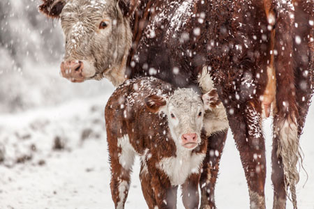 a photo of two herferd cows in the snow